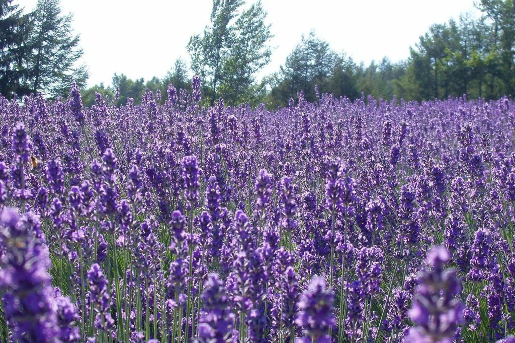 Fear of Trump: Ramblings on two-party&nbsp;democracy